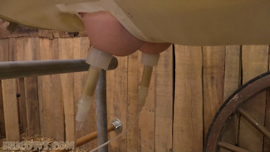 Hucows.com - Nina – new milking bed